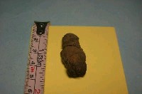 藏品(魚骨)的圖片